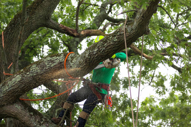 Best Seasonal Cleanup (Spring/Fall)  in South Charleston, WV